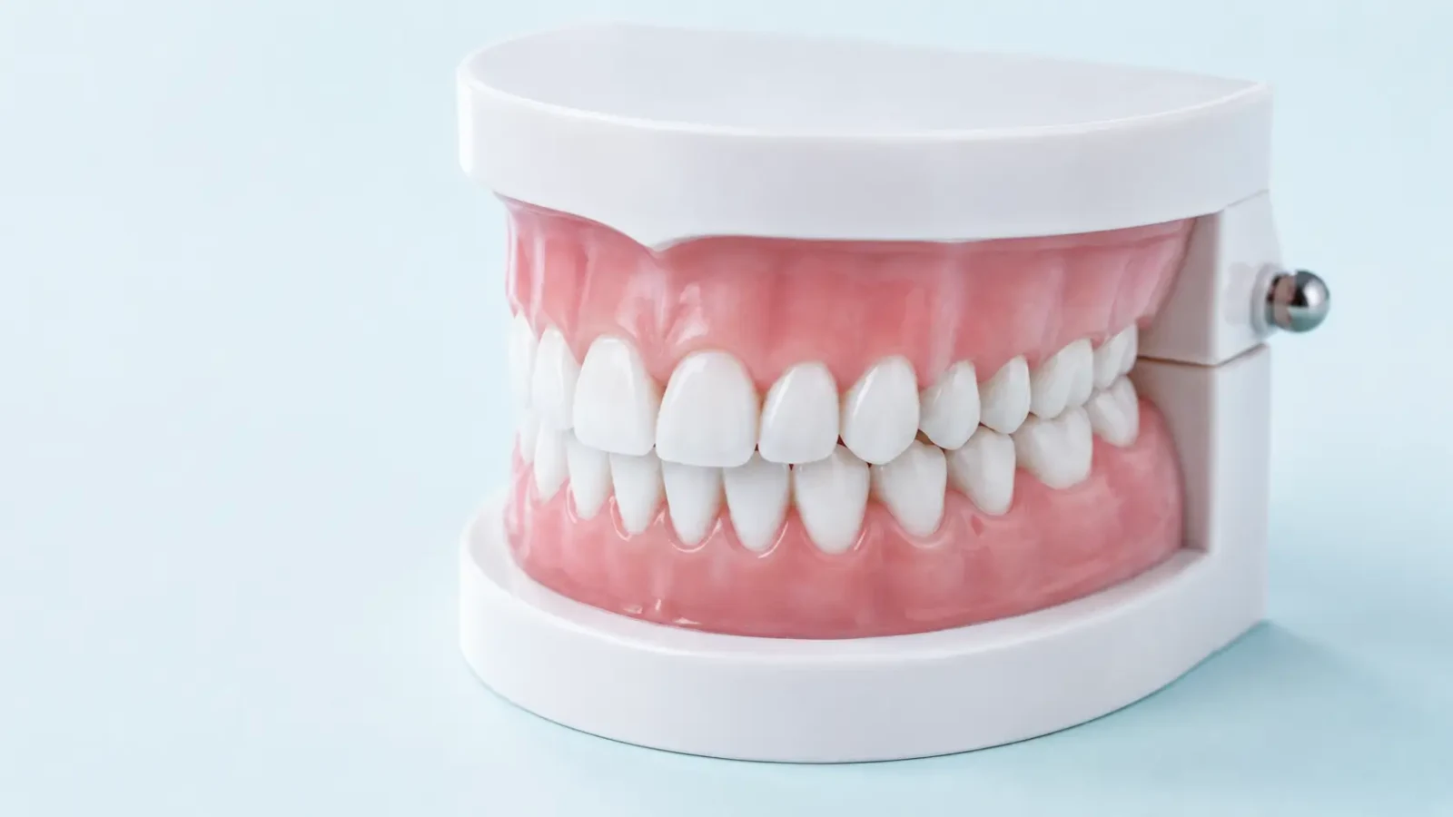 A dental teaching model showing the upper and lower teeth closed together in a bite.